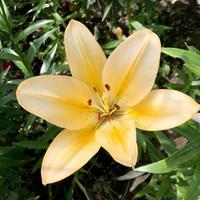 Blooming flower lily with green leaves, living natural nature photo