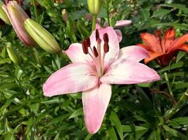 Blooming flower lily with green leaves, living natural nature photo
