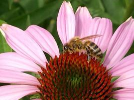 la abeja vuela lentamente hacia la planta, recolecta néctar para obtener miel foto