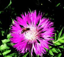 Winged bee slowly flies to the plant, collect nectar for honey photo