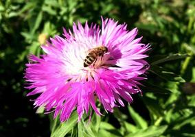 Winged bee slowly flies to the plant, collect nectar for honey photo