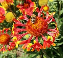 abeja alada vuela lentamente a la planta, recolecta néctar para miel foto