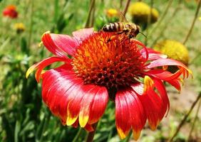 abeja alada vuela lentamente a la planta, recolecta néctar para miel foto