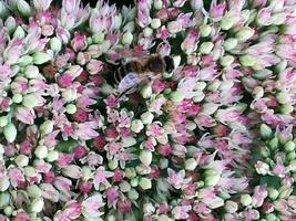 la abeja vuela lentamente hacia la planta, recolecta néctar para obtener miel foto