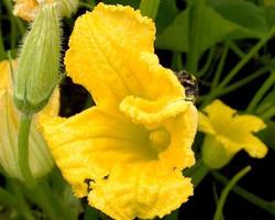 bee slowly flies to the plant, collect nectar for honey photo