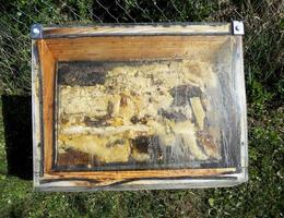 wax honeycomb from a bee hive filled with golden honey photo