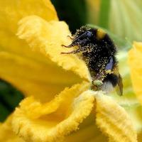 Winged bee slowly flies to the plant, collect nectar for honey photo