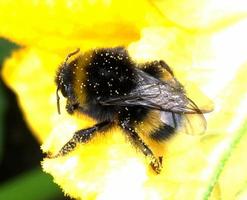 abeja alada vuela lentamente a la planta, recolecta néctar para miel foto