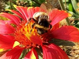 abeja alada vuela lentamente a la planta, recolecta néctar para miel foto