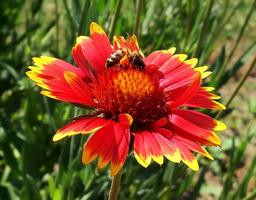 Winged bee slowly flies to the plant, collect nectar for honey photo