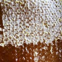 Drop of bee honey drip from hexagonal honeycombs filled photo