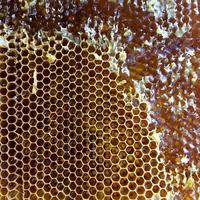 Drop of bee honey drip from hexagonal honeycombs filled photo