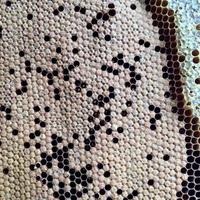 hexagon structure is honeycomb from bee hive filled with golden honey photo