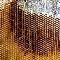 panal de abeja lleno de colmena