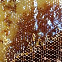 panal de abeja lleno de colmena