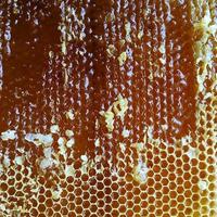 honeycomb from bee hive filled photo