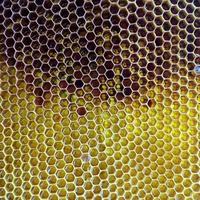 honeycomb from bee hive filled photo