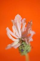 Aromatic plant blossom close up lavandula stoechas family lamiaceae photo