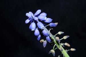 Flower close up Muscari neglectum family asparagaceae modern prints photo