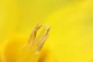 Narciso flor cerrar estambres familia amaryllidaceae moderno foto