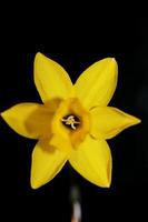 Narciso flor cerca río amarillo familia amaryllidaceae moderno foto