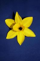 Narcissus flower close up yellow river family amaryllidaceae modern photo