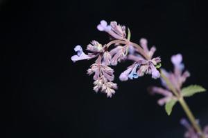 Purple flower blossom close up nepeta grandiflora family lamaiaceae photo