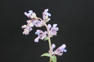 flor púrpura flor cerrar nepeta grandiflora familia lamaiaceae foto