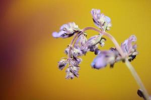 Purple flower blossom close up nepeta grandiflora family lamaiaceae photo