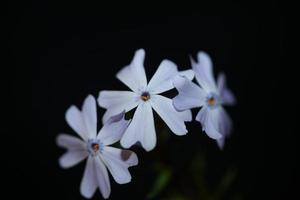 flor flor de cerca en phlox sabulata l. familia polemoniaceae