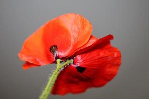 papaver flor flor de cerca familia papaveraceae botanical primts foto