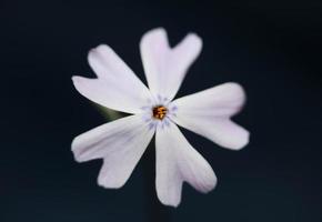 flor floreciendo cerrar phlox sabulata l. familia polemoniaceae foto