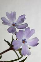 flor flor cerrar phlox sabulata l. impresiones de la familia polemoniaceae