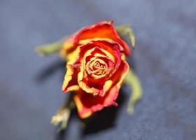 Rosa flower close up background family rosaceae modern photo