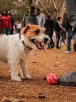 perro mirando a otros perros en el parque para perros foto