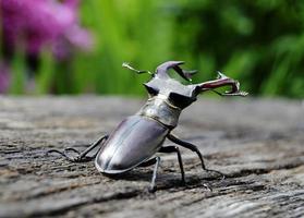 Male stag beetle with long and sharp jaws in wild forest sitting
