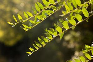 Mediterranean vegetation in the mountains of Collcerola, Barcelona, photo