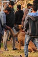 Dog looking to other dogs in the dog park photo