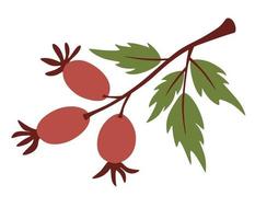 Rosehip branch. Cute twigs with berries. vector