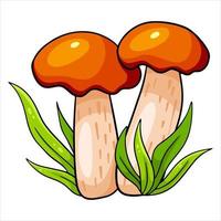 hongos comestibles. dos boletus de gorra naranja en la hierba. vector