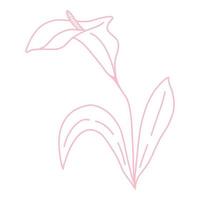 Single delicate beautiful calla flower line art vector illustration