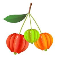 Pitanga, Suriname Cherry, Brazilian Cherry or Eugenia Uniflora Fruits vector