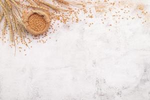 Wheat ears and wheat grains set up on white concrete background photo