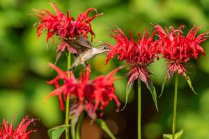 Ruby throated hummingbird flying in garden with red bee balm flowers photo