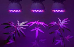 planta de cannabis joven que crece en maceta con luz de crecimiento led foto