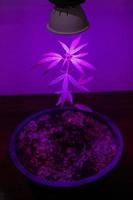 Plant sapling cannabis growing in pot with LED grow light photo