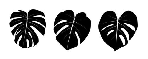 Hoja de monstera aislada sobre fondo blanco. ilustración vectorial vector