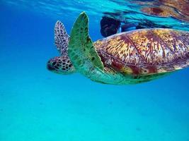gran tortuga verde en los arrecifes del mar rojo.