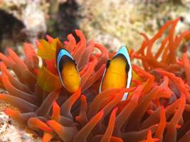 Clown fish,amphiprion . Red sea clown fish.