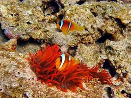 Clown fish,amphiprion . Red sea clown fish.